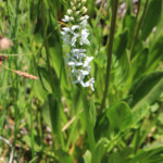 White Bog Orchid (Platanthera dilatata)