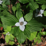 Western Bunchberry (Cornus unalaschkensis)