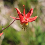 Western Columbine (Aquilegia formosa)