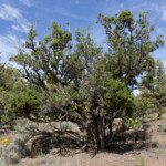 Western Juniper (Juniperus occidentalis)