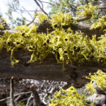 Brown-eyed Wolf Lichen (Letharia columbiana)