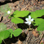 Woodland Strawberry (Fragaria vesca)
