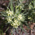 Western Stoneseed (Lithospermum ruderale)