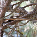American Red Squirrel (Tamiasciurus hudsonicus)