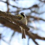 Black-capped Chickadee (Poecile atricapillus)