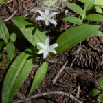 Bride's Bonnet (Clintonia uniflora)