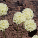 Cushion Buckwheat (Eriogonum ovalifolium)
