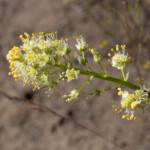 Foothill Deathcamas (Toxicoscordion paniculatum)