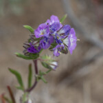 Linearleaf Phacelia (Phacelia linearis)
