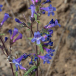 Low Beardtongue (Penstemon humilis)