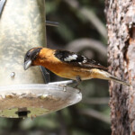 Male Black-headed Grosbeak (Pheucticus melanocephalus)