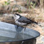 White-breasted Nuthatch (Sitta carolinensis)