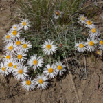 Showy Townsendia (Townsendia florifera)