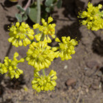 Sulfur Buckwheat (Eriogonum umbellatum)