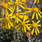 Woolly Groundsel (Packera cana)