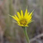 Yellow Salsify (Tragopogon dubius)