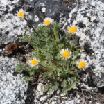Cut-leaf Fleabane (Erigeron compositus)