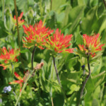 Suksdorf's Indian Paintbrush (Castilleja suksdorfii)