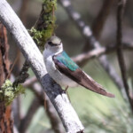 Violet-green Swallow (Tachycineta thalassina)