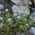 Aspen Fleabane (Erigeron speciosus)