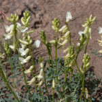 Curvepod Milkvetch (Astragalus curvicarpus)