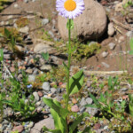 Subalpine Fleabane (Erigeron glacialis)