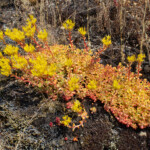 Oregon Stonecrop (Sedum oreganum)