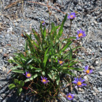 Tundra Aster (Oreostemma alpigenum)