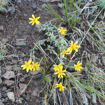 Common Woolly Sunflower (Eriophyllum lanatum)