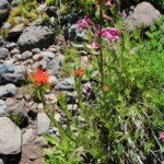 Scarlet Paintbrush (Castilleja miniata var. miniata)