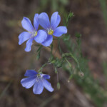 Lewis Flax (Linum lewisii)