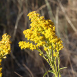 Missouri Goldenrod (Solidago missouriensis)