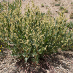 Poke Knotweed (Koenigia phytolaccifolia)