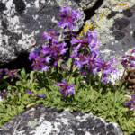 Small-flower Beardtongue (Penstemon procerus)
