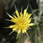Yellow Salsify (Tragopogon dubius)