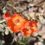 Caliche Globemallow (Sphaeralcea laxa)