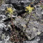 Yellow Paintbrush (Castilleja flava var. rustica)