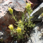Glandular Paintbrush (Castilleja glandulifera)