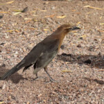 Female Great-tailed Grackle (Quiscalus mexicanus)