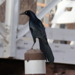 Male Great-tailed Grackle (Quiscalus mexicanus)