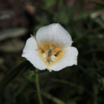 Subalpine Mariposa Lily (Calochortus subalpinus) Subalpine Mariposa Lily (Calochortus subalpinus)