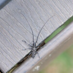Spotted Pine Sawyer (Monochamus clamator)