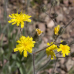 Western Hawkweed (Hieracium scouleri)
