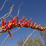Ocotillo (Fouquieria splendens ssp. splendens)