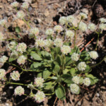 Pyrola-leaf Buckwheat (Eriogonum pyrolifolium)