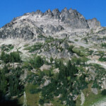 Seven Fingered Jack from Spider Meadow