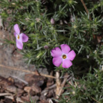Tufted Phlox (Phlox douglasii)