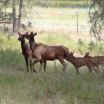 American Elk (Cervus canadensis ssp. canadensis)