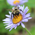 Indiscriminate Cuckoo Bumble Bee (Bombus insularis)