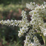 Corn Lily (Veratrum californicum)